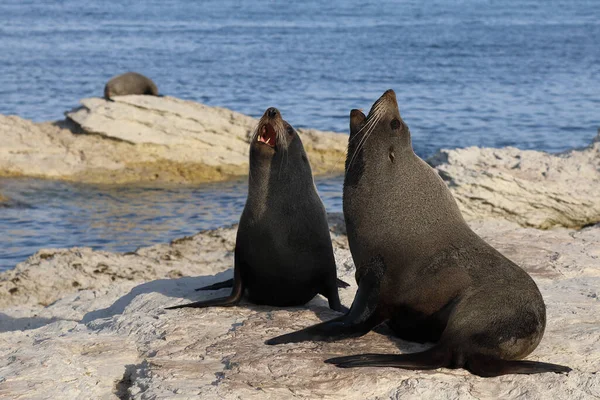 Neuseelaendischer Seebaer Yeni Zelanda Kürk Mühürü Arctocephalus Forster — Stok fotoğraf