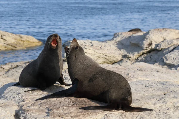 Neuseelaendischer Seebaer Yeni Zelanda Kürk Mühürü Arctocephalus Forster — Stok fotoğraf