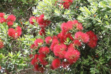Neuseelaendischer Weihnachtsbaum / Yeni Zelanda Noel ağacı / Metrosideros Excelsa