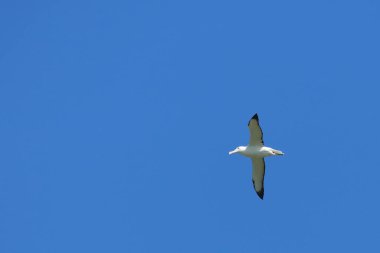 Noerdlicher Koenigsalbatros / Northern royal albatross / Diomedea epomophora sanfordi