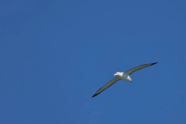 Noerdlicher Koenigsalbatros Noordse Albatros Diomedea Epomophora Sanfordi — Stockfoto