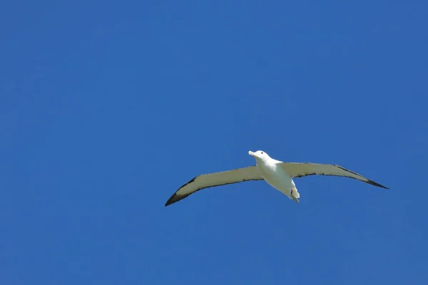 Noerdlicher Koenigsalbatros Nordkunglig Albatross Diomedea Epomophora Sanfordi — Stockfoto