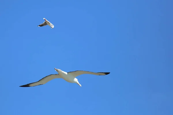 Noerdlicher Koenigsalbatros Nordkunglig Albatross Diomedea Epomophora Sanfordi — Stockfoto