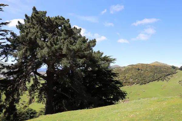 Otago Halbinsel Otago Halbinsel — Stockfoto