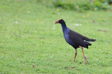 Purpurhuhn / Pukeko veya Australasian swamphen / Porphyrio melanotus