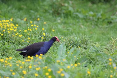 Purpurhuhn / Pukeko veya Australasian swamphen / Porphyrio melanotus