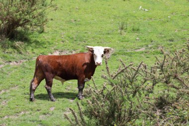 Hausrind / Evcil Sığırlar / Bovinae