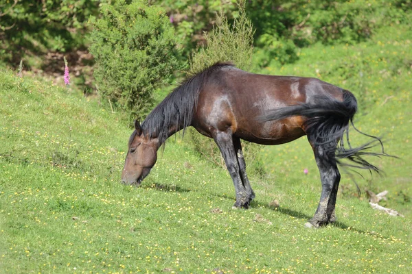 Pferd Horse Equus Cavalus — ストック写真