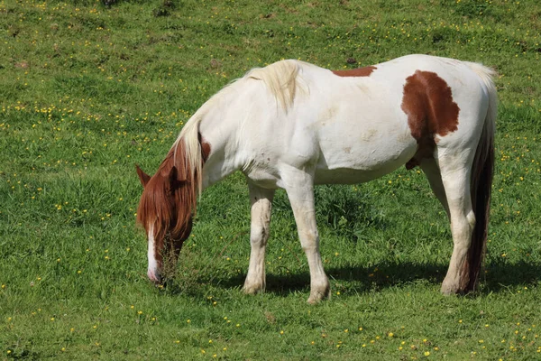 Pferd Horse Equus Cavalus — ストック写真