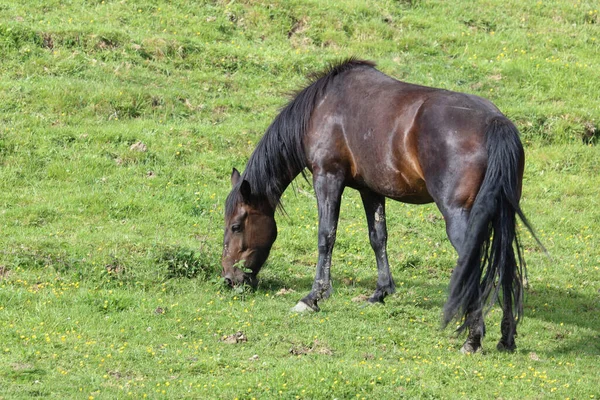 Pferd Horse Equus Cavalus — ストック写真