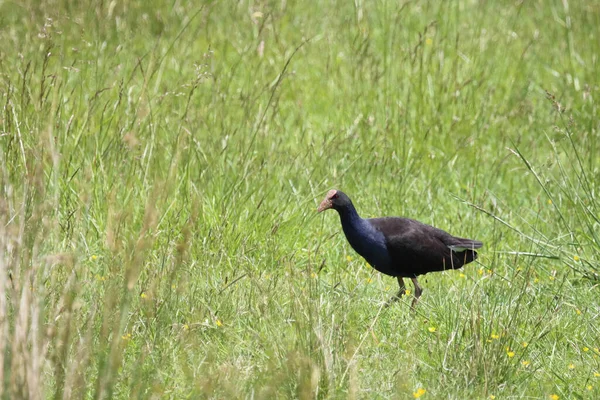 Purpurhuhn Pukeko Lub Bagna Australijskie Porphyrio Melanotus — Zdjęcie stockowe