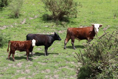 Hausrind / Evcil Sığırlar / Bovinae