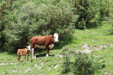 Hausrind / Evcil Sığırlar / Bovinae