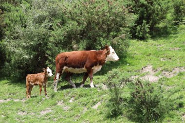 Hausrind / Evcil Sığırlar / Bovinae