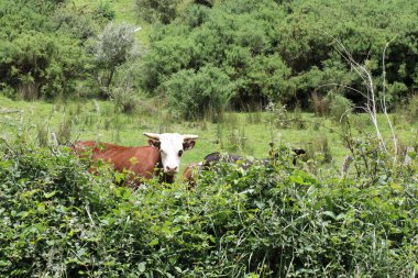 Hausrind / Evcil Sığırlar / Bovinae