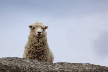 Romney / Romney koyunu / Ovis