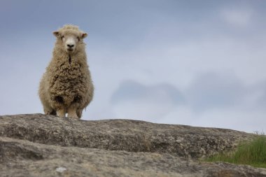 Romney / Romney koyunu / Ovis