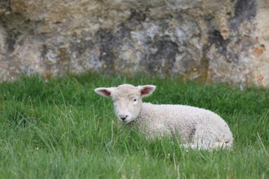 Romney / Romney koyunu / Ovis