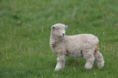 Romney / Romney koyunu / Ovis