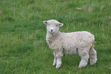 Romney / Romney koyunu / Ovis