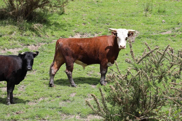Hausrind Domestic Cattle Bovinae — 스톡 사진