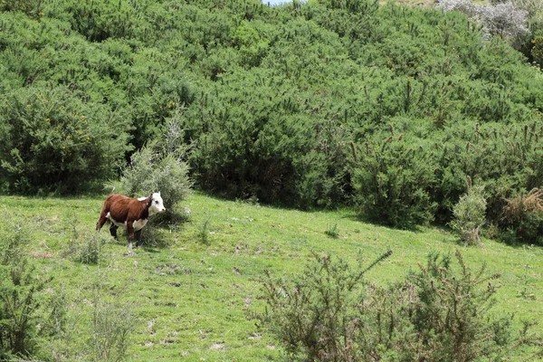 Hausrind Domestic Cattle Bovinae — 스톡 사진