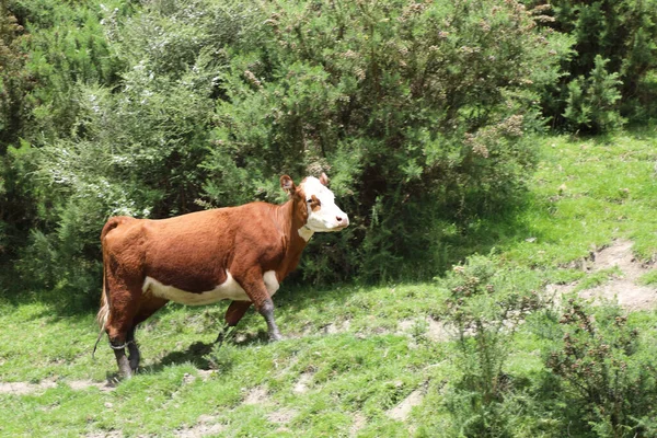 Hausrind Domestic Cattle Bovinae — 스톡 사진