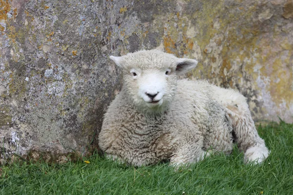 Romneyschaf Romney Sheep Ovis — Stock Photo, Image