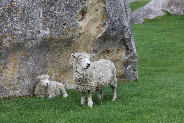 Romneyschaf Romney Sheep Ovis — 스톡 사진