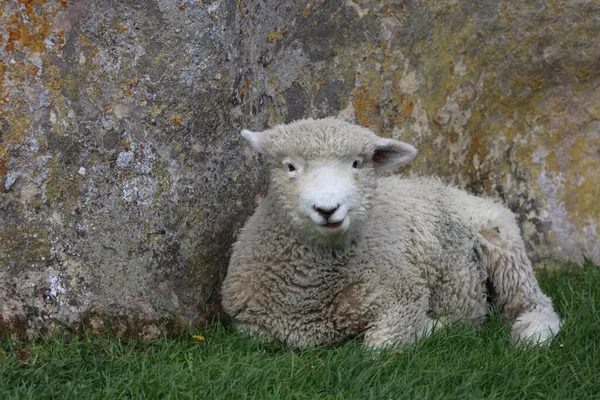 Romneyschaf Romney Får Ovis — Stockfoto