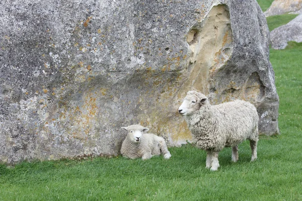 Romneyschaf Romney Sheep Ovis — стокове фото