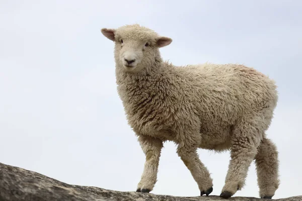 Romneyschaf Romney Sheep Ovis — 스톡 사진