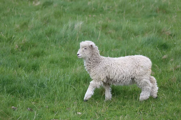 Romneyschaf Romney Sheep Ovis — стокове фото