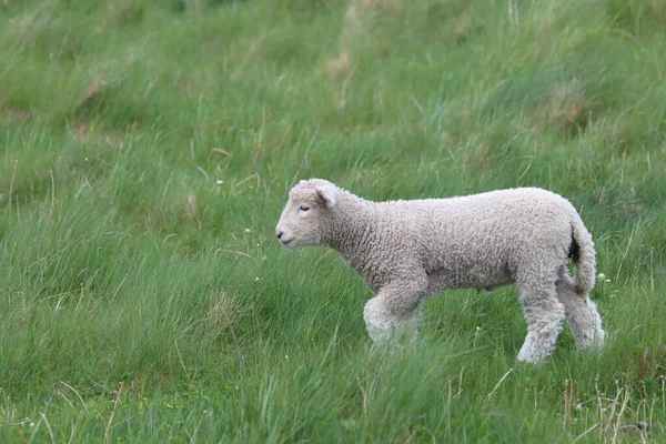 Romneyschaf Romney Sheep Ovis — стокове фото