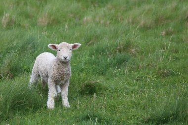 Romney / Romney koyunu / Ovis