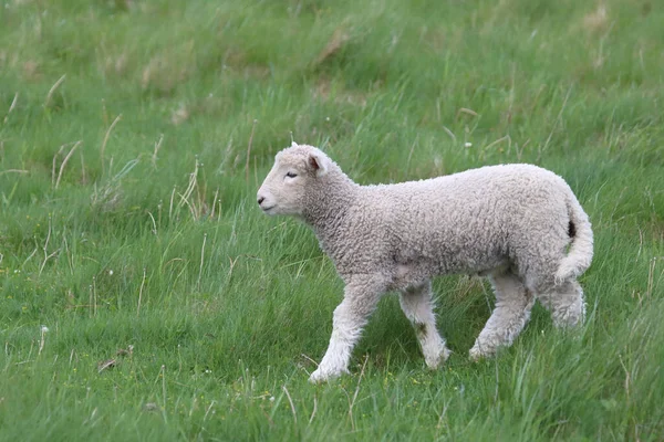 Romneyschaf Romney Sheep Ovis — 스톡 사진