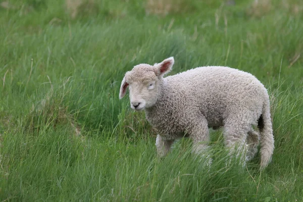 Romneyschaf Romney Sheep Ovis — Stock fotografie