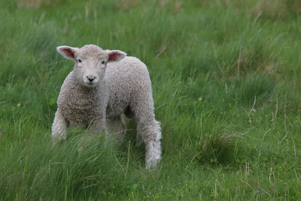 Romneyschaf Romney Schapen Ovis — Stockfoto