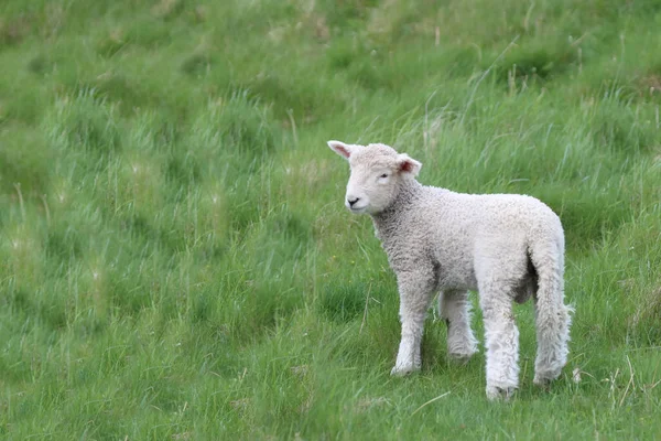 Romneyschaf Romney Sheep Ovis — стокове фото