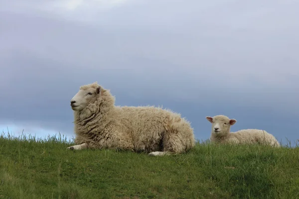 Romneyschaf Romney Sheep Ovis — ストック写真