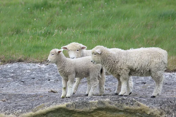 Romneyschaf Romney Schafe Ovis — Stockfoto