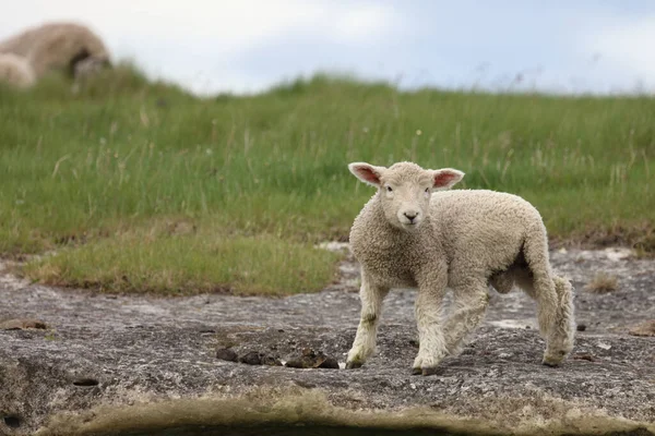 Romneyschaf Romney Sheep Ovis — ストック写真