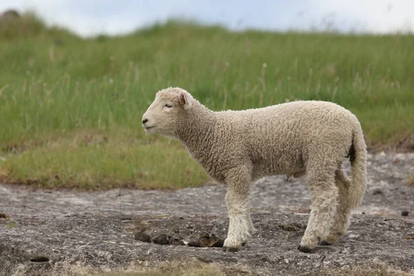 Romneyschaf Romney Får Ovis — Stockfoto