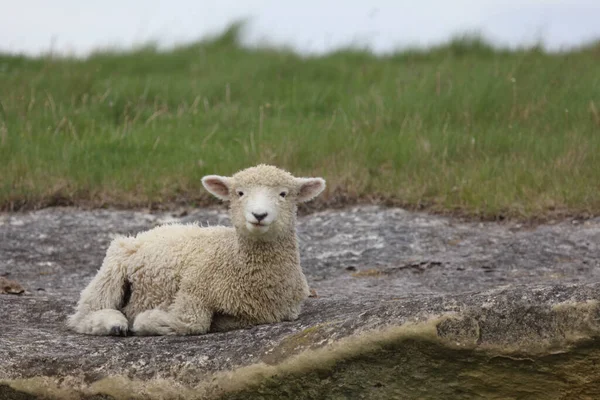 Romneyschaf Romney Sheep Ovis — ストック写真