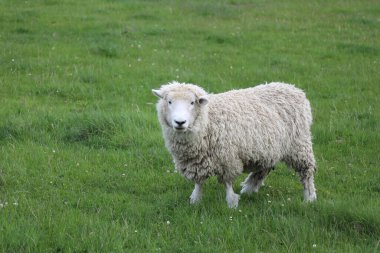 Romney / Romney koyunu / Ovis