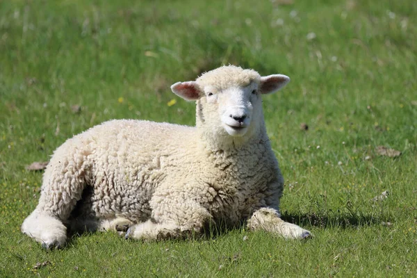 stock image Romneyschaf / Romney sheep / Ovis