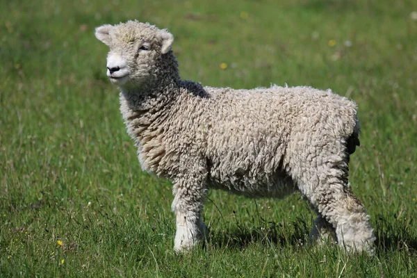 Romneyschaf Romney Sheep Ovis — стокове фото