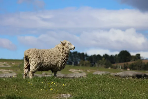 Romneyschaf Romney Sheep Ovis — ストック写真