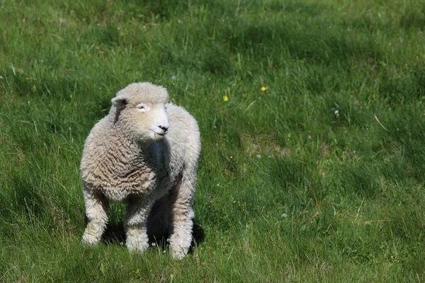 Romneyschaf Romney Sheep Ovis — стокове фото