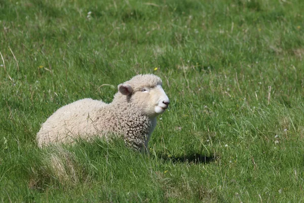 Romneyschaf Romney Sheep Ovis — стокове фото